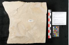 Foto (Objekt + Etikett) von Mespilus germanica Linne (NHMW-GEO-2024-0188-15013)
